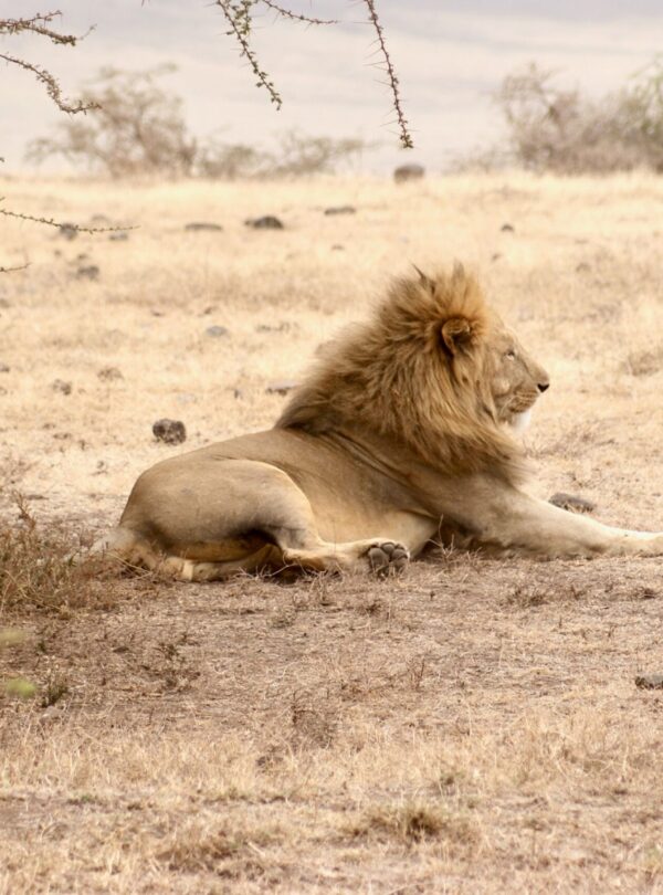 Lion resting on Tanzania savannah — Big Five safari