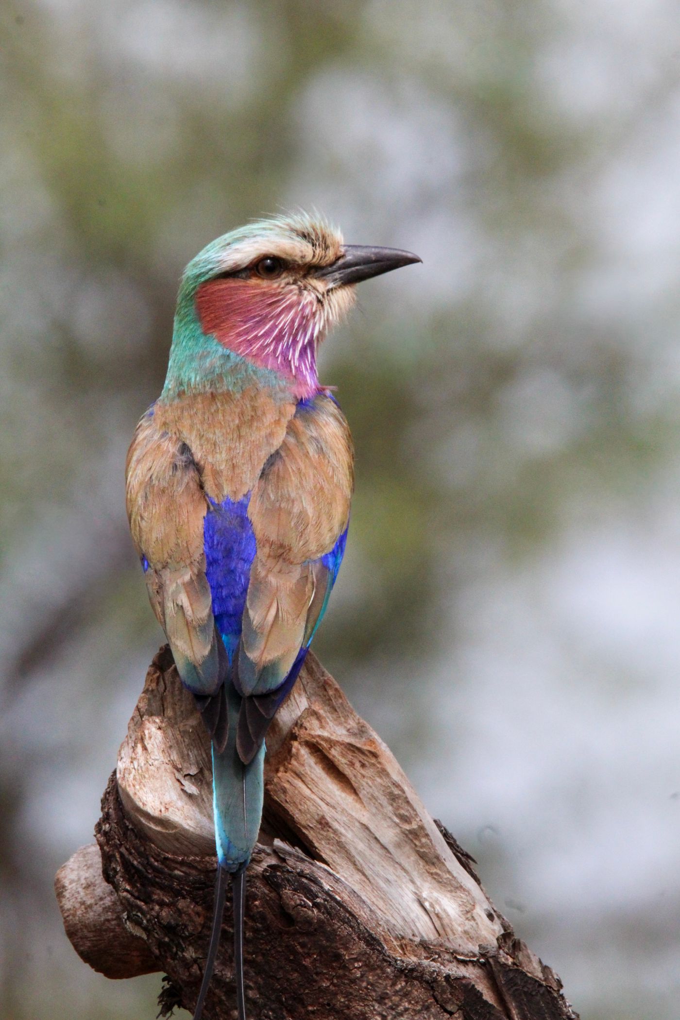 Lilac-breasted roller perched on a branch