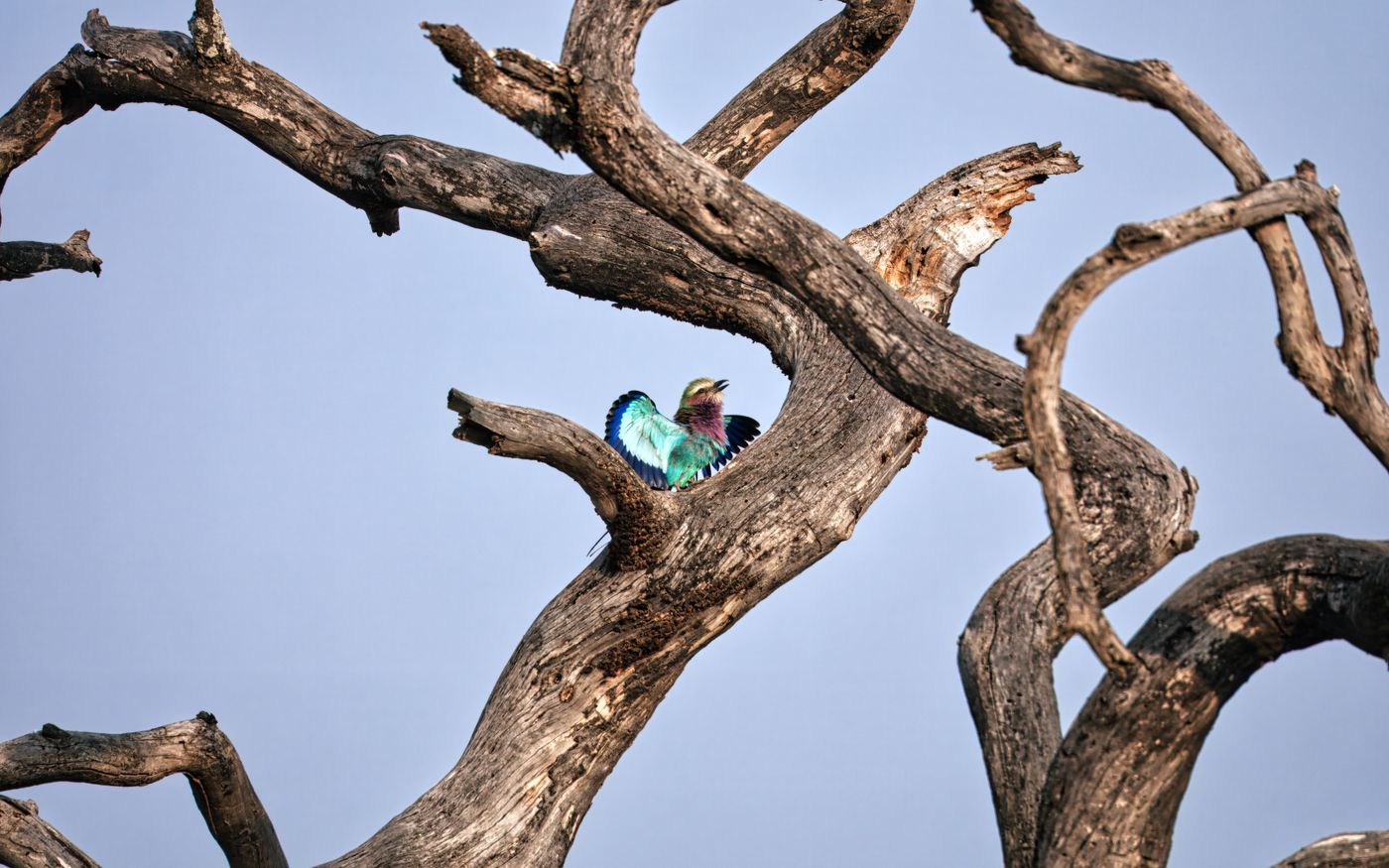 Lilac-breasted roller in Mara Tanzania