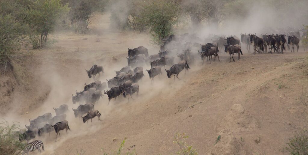 Wildebeest herd moving across dusty savanna