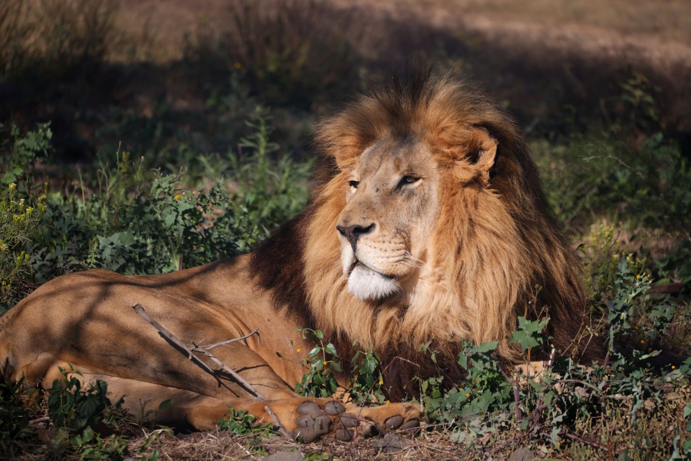 African lion resting with regal mane