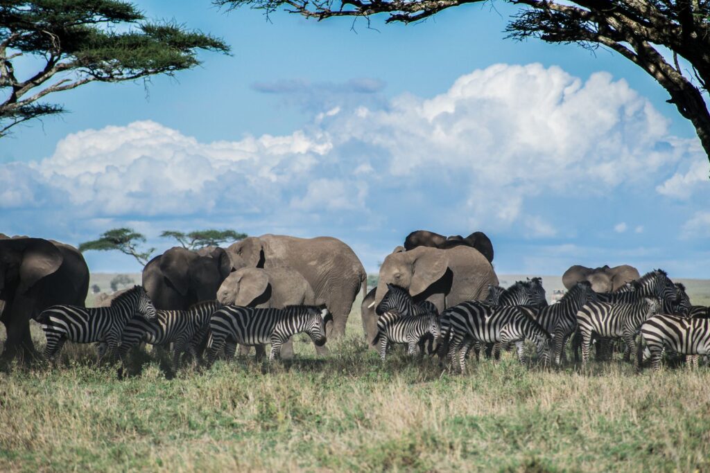 Elephants and zebras on the Serengeti plains
