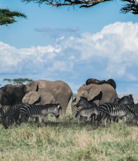 Wildlife on the Serengeti plains best time for Tanzania safari