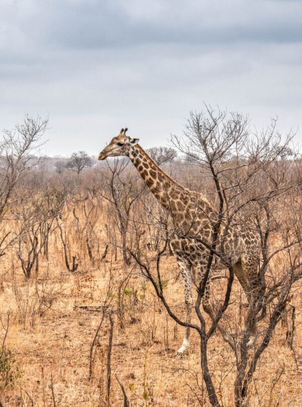 Giraffe walking through dry savanna landscape — Kruger National Park safari
