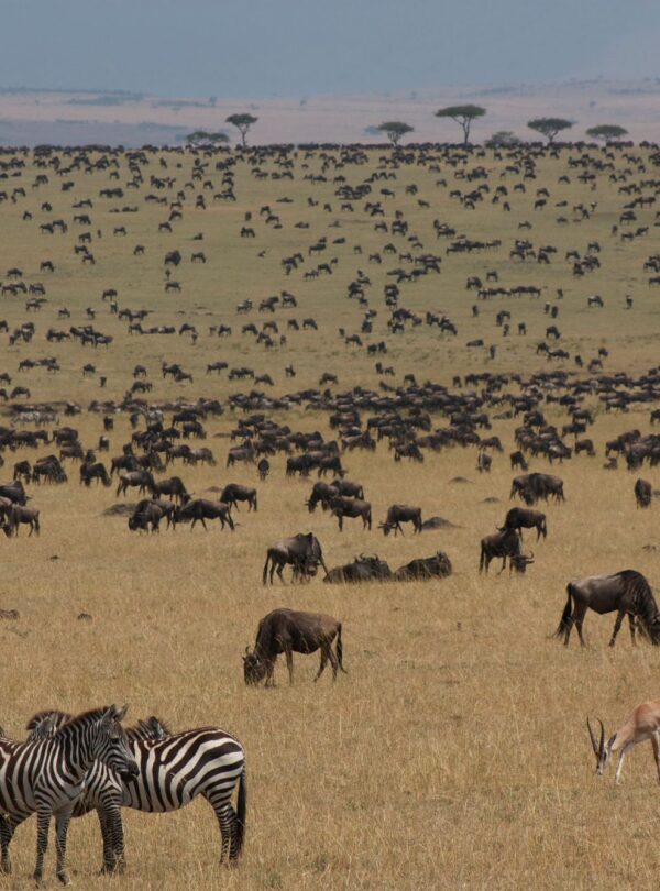 Wildebeest and zebra herds on the Masai Mara savanna during the Great Migration, Kenya