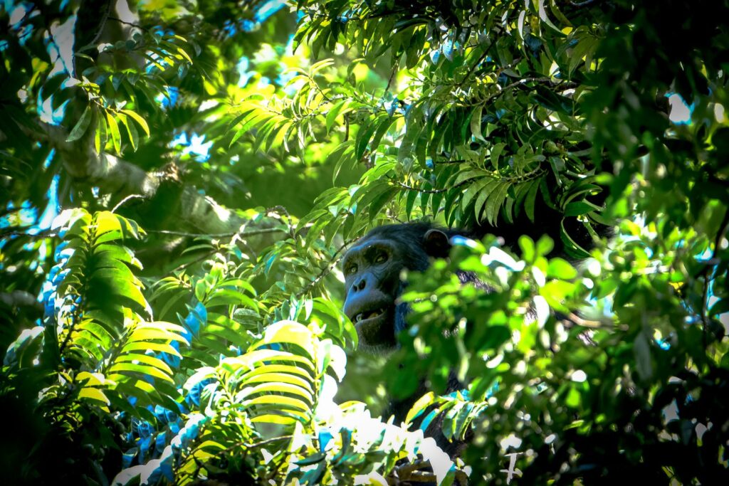 Chimpanzee peering through green foliage