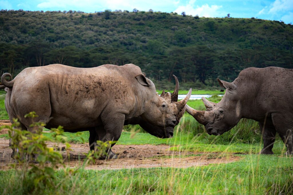 Two white rhinos in the grasslands of Nakuru, Kenya