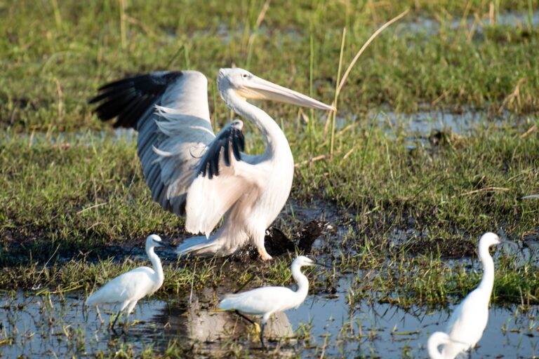 okavango pelican landing botswana