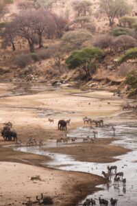 Nyerere National Park