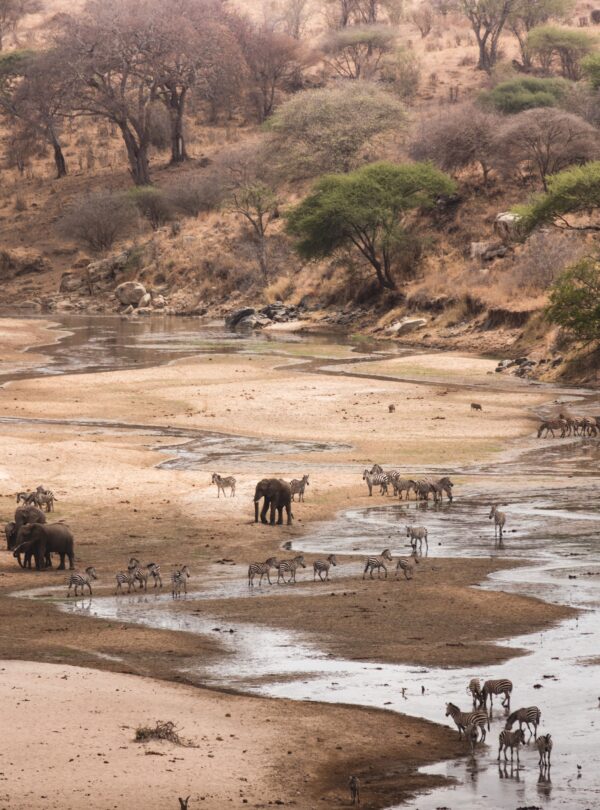 Elephants at river in southern Tanzania wilderness safari
