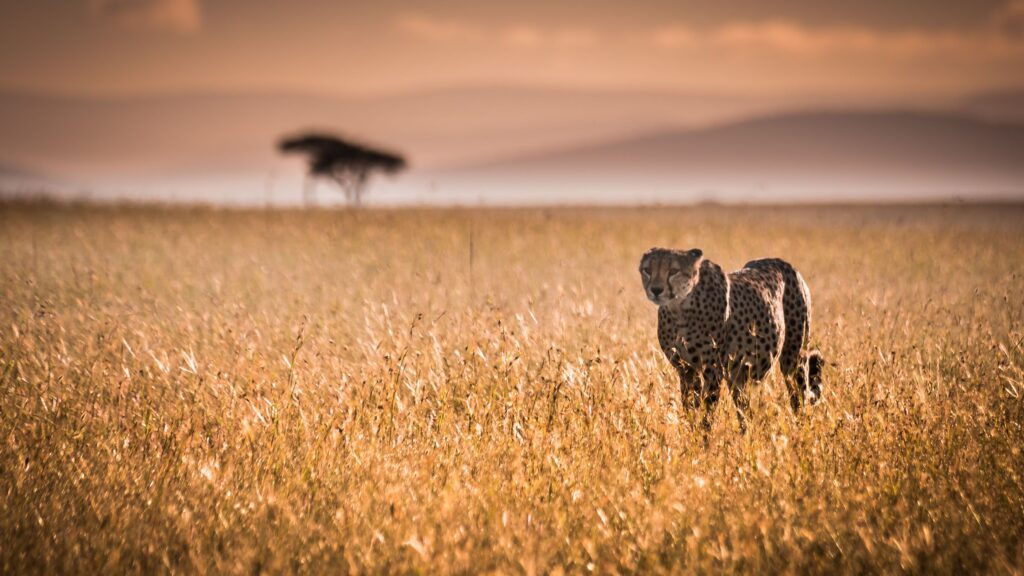 Cheetah on Kenyan plains at sunset