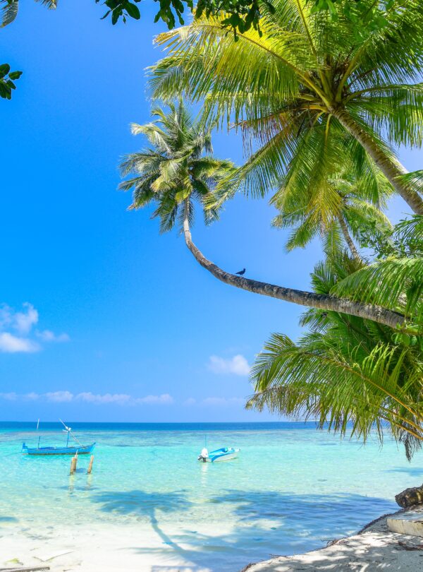 Tropical beach with turquoise water and palm trees