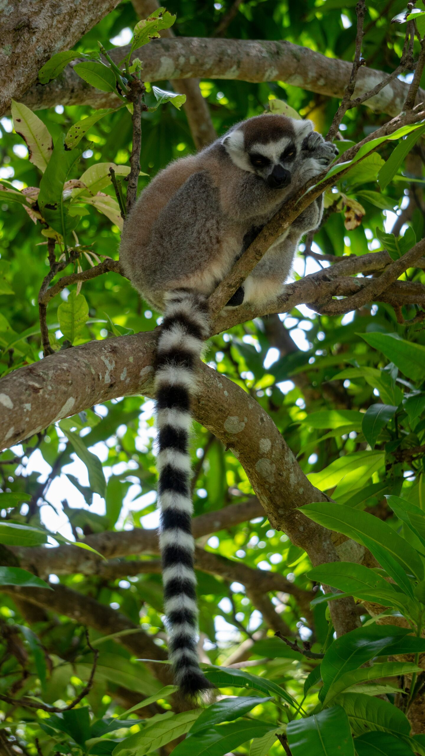 Ring-tailed lemur perched on a rainforest branch