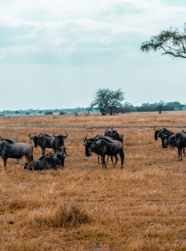 Wildebeest herd grazing on open Tanzania plains