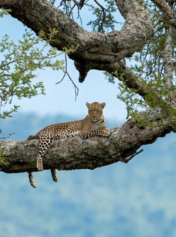 Leopard resting on a tree branch in African wilderness
