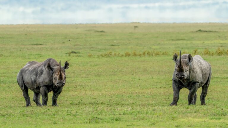 13-Day Kenya & Tanzania Great Migration Safari in Comfort | Mara to Serengeti