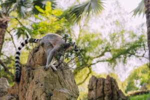 Ranomafana National Park