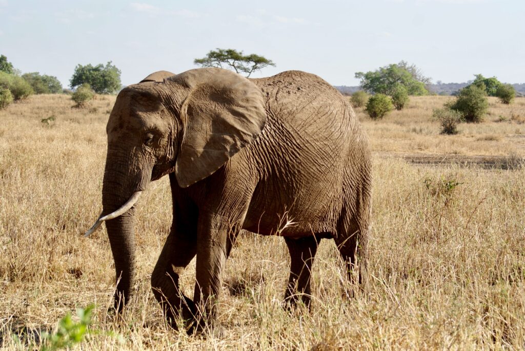 African elephant walking through Tarangire National Park