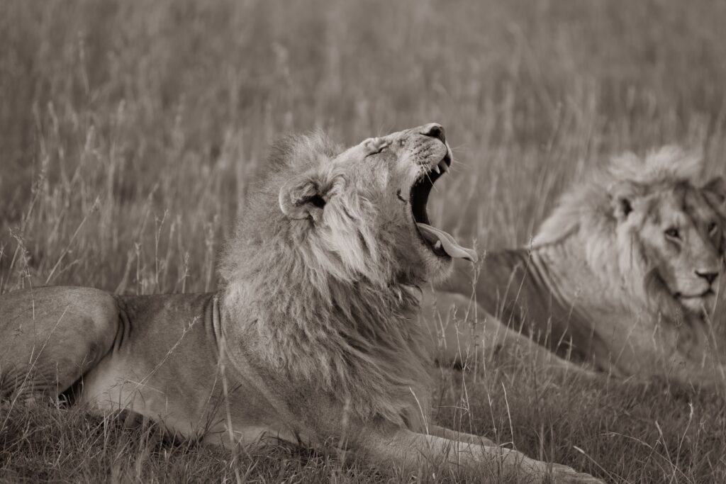 Two lions resting in Kenyan grasslands