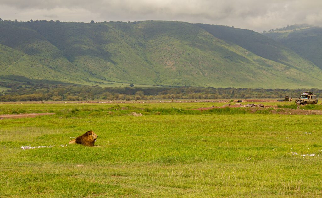 Lion resting in the Ngorongoro Crater grasslands