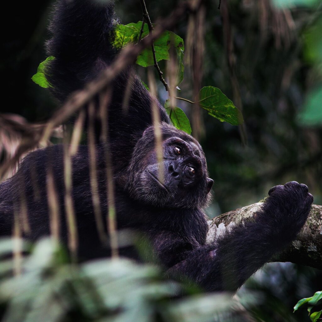 Chimpanzee among dense forest greenery