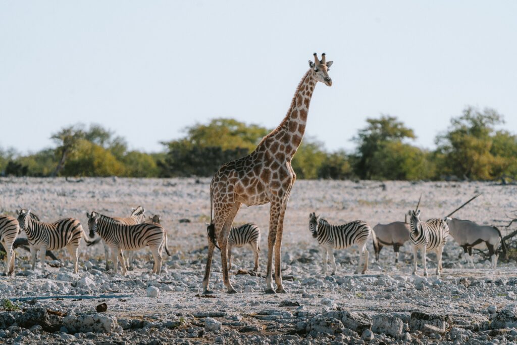 Giraffe and zebras at Etosha National Park