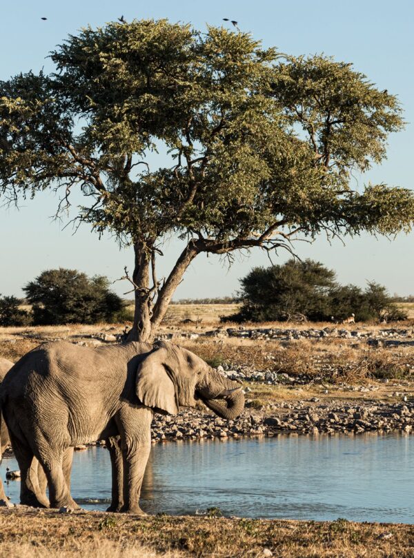 Elephants at a waterhole in Namibia savannah