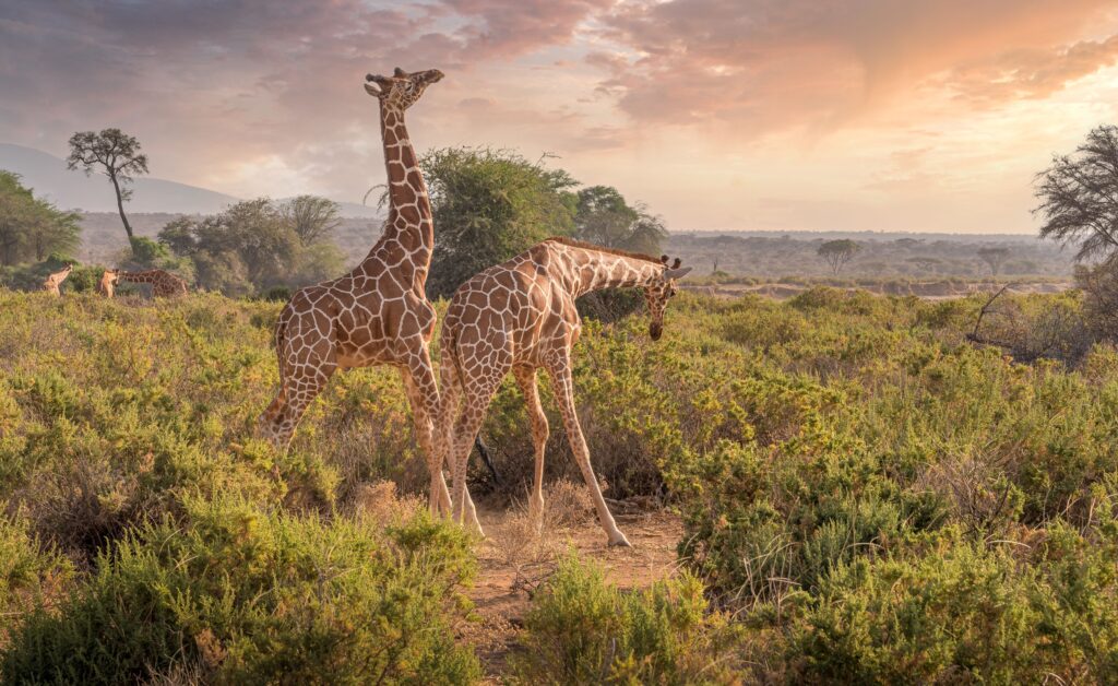 Giraffes in Samburu landscape at golden hour