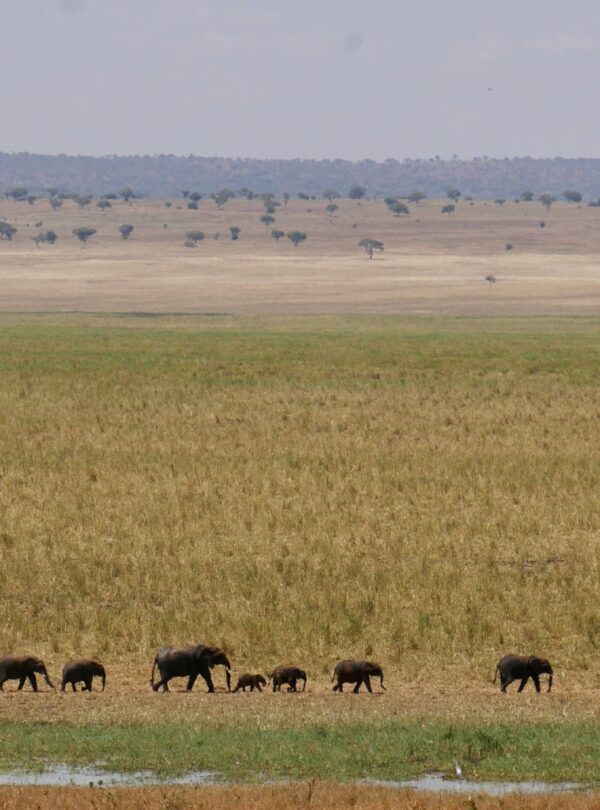 Herd of elephants migrating across Tarangire plains
