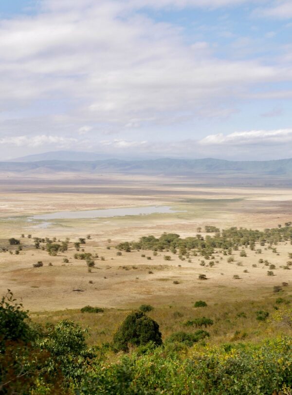 Panoramic view of Ngorongoro Crater savannah