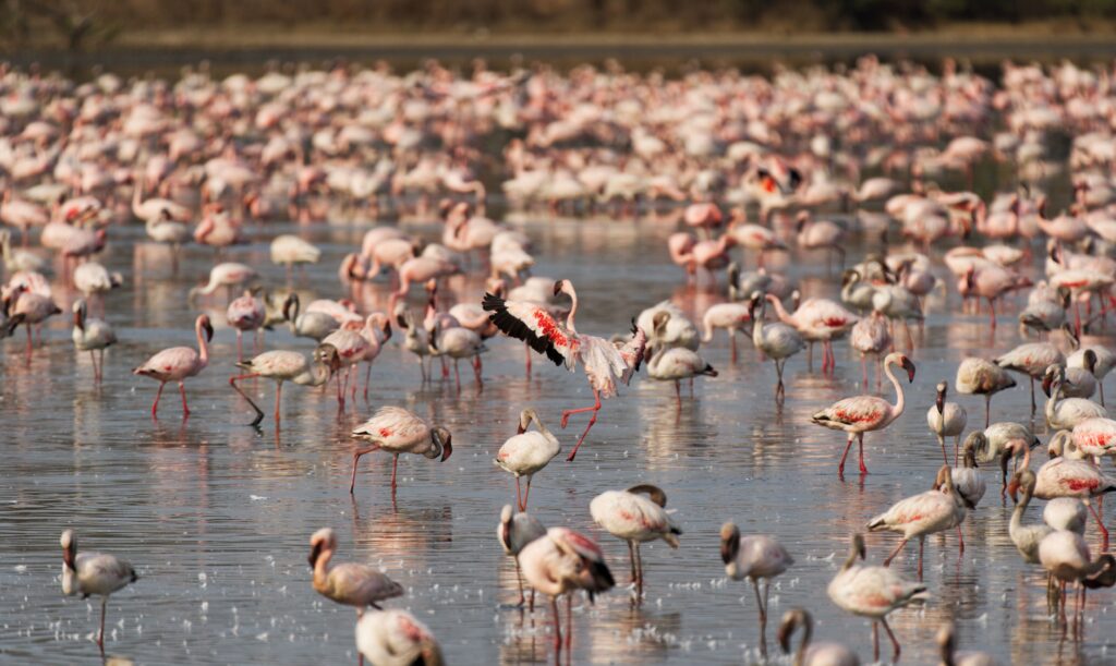 Large flamingo flock in Kenyan wetlands