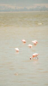 Lake Natron