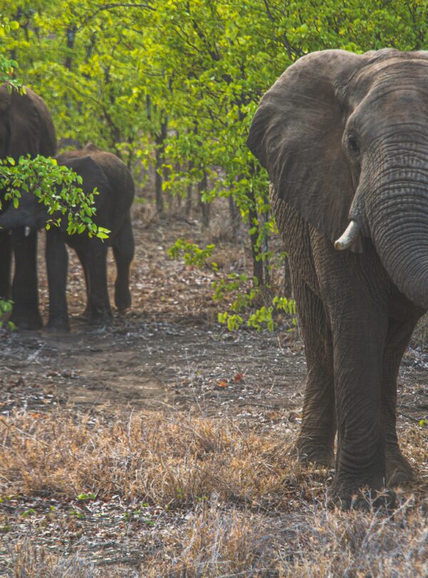 African elephants in lush South African savanna