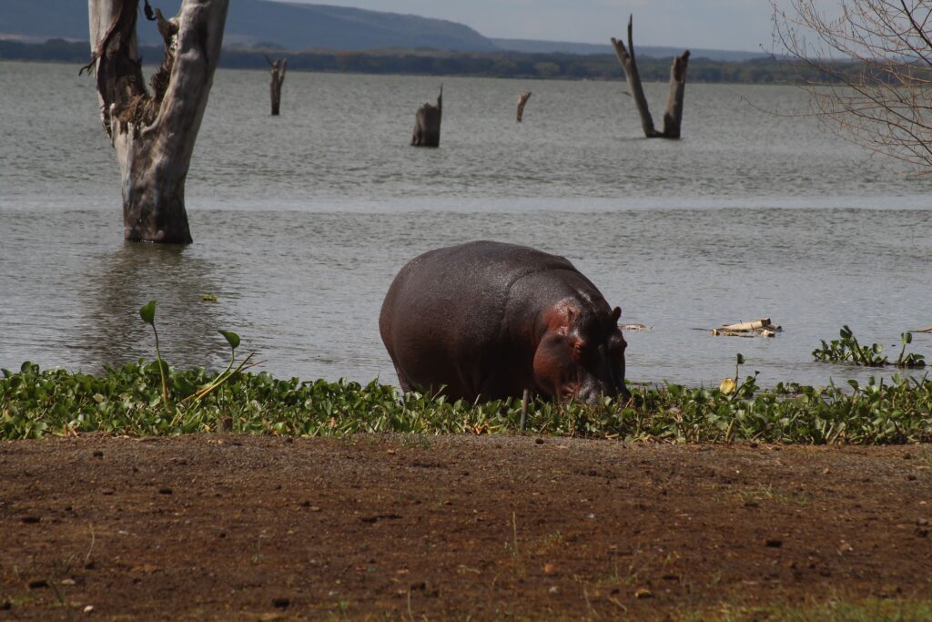 Hippopotamus grazing beside Lake Naivasha Kenya