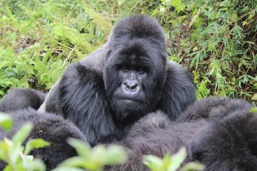 Silverback gorilla close-up in Rwanda forest