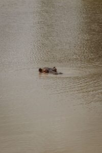 Mikumi National Park