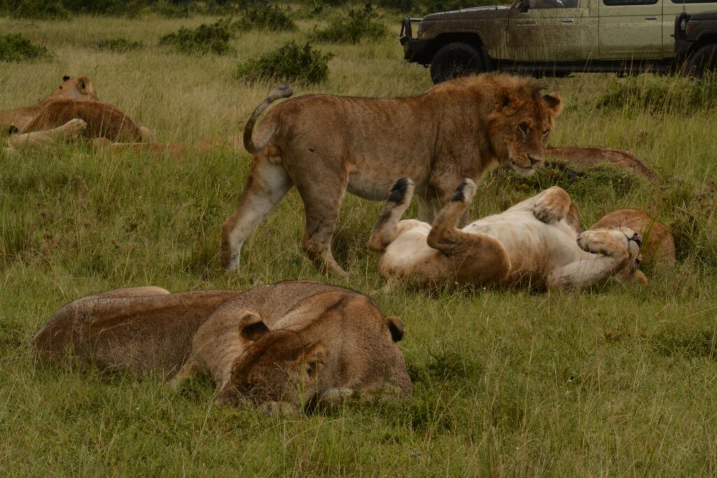 Wildlife in the Masai Mara, Kenya