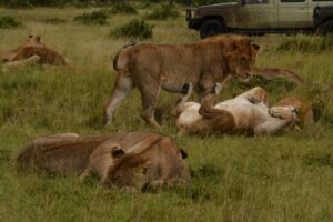 Masai Mara