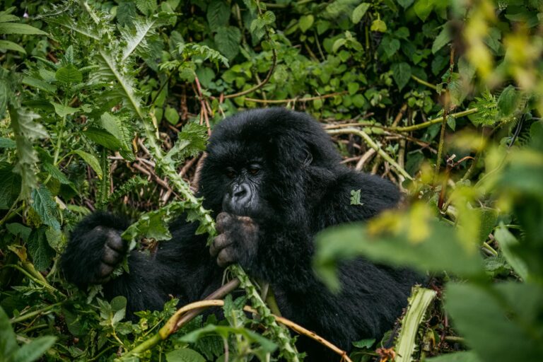6-Day Uganda Gorilla & Chimpanzee Safari | Kibale & Bwindi