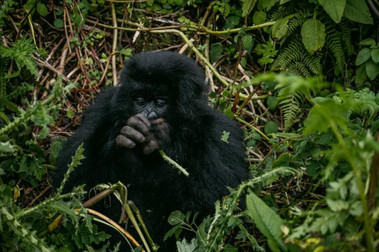 11-Day Rwanda & Tanzania Safari | Gorillas, Tarangire, Ngorongoro & Serengeti