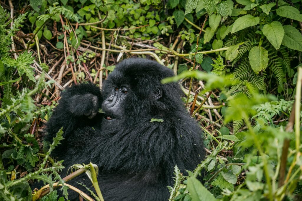 Mountain gorilla sitting in rainforest greenery