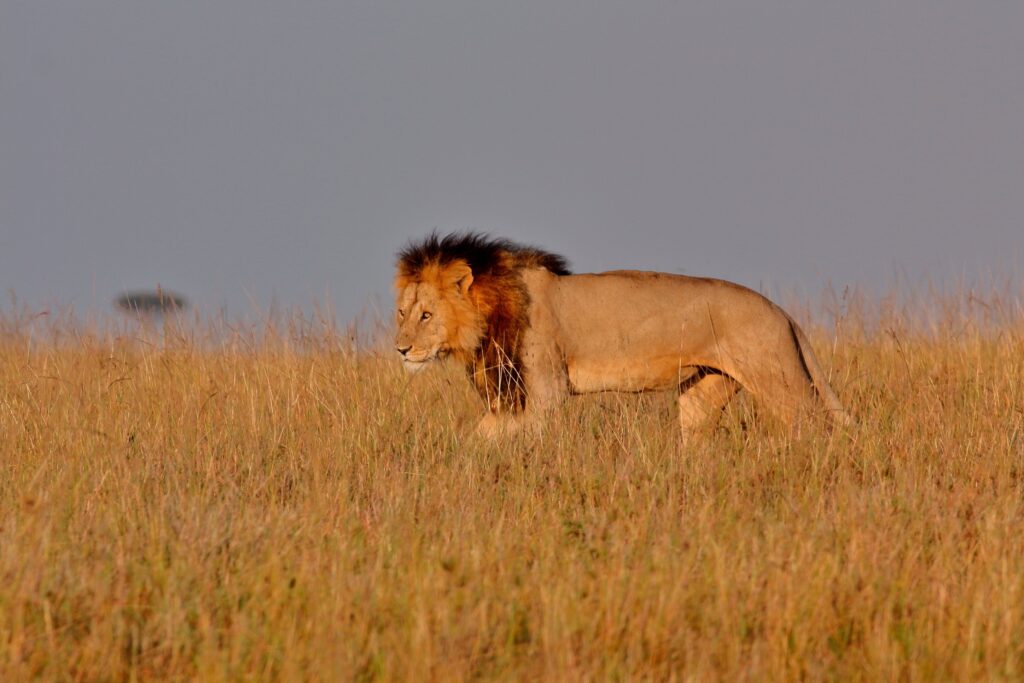Lion on Masai Mara plains at twilight