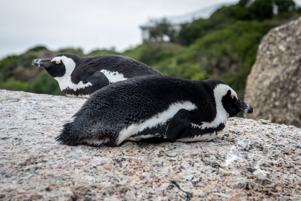 African penguins resting on rocks in Cape Town