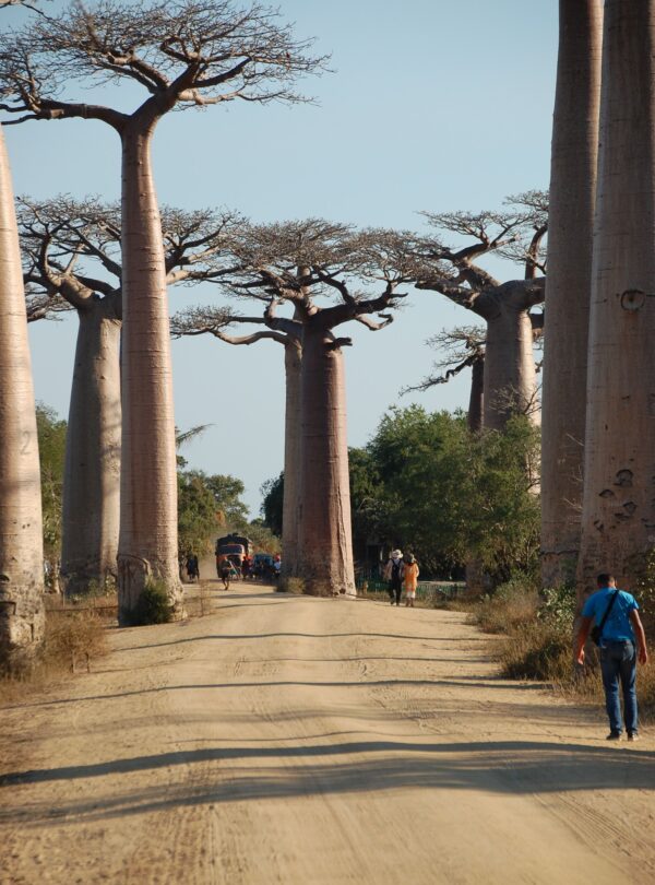 Baobab trees along a dirt road in Madagascar
