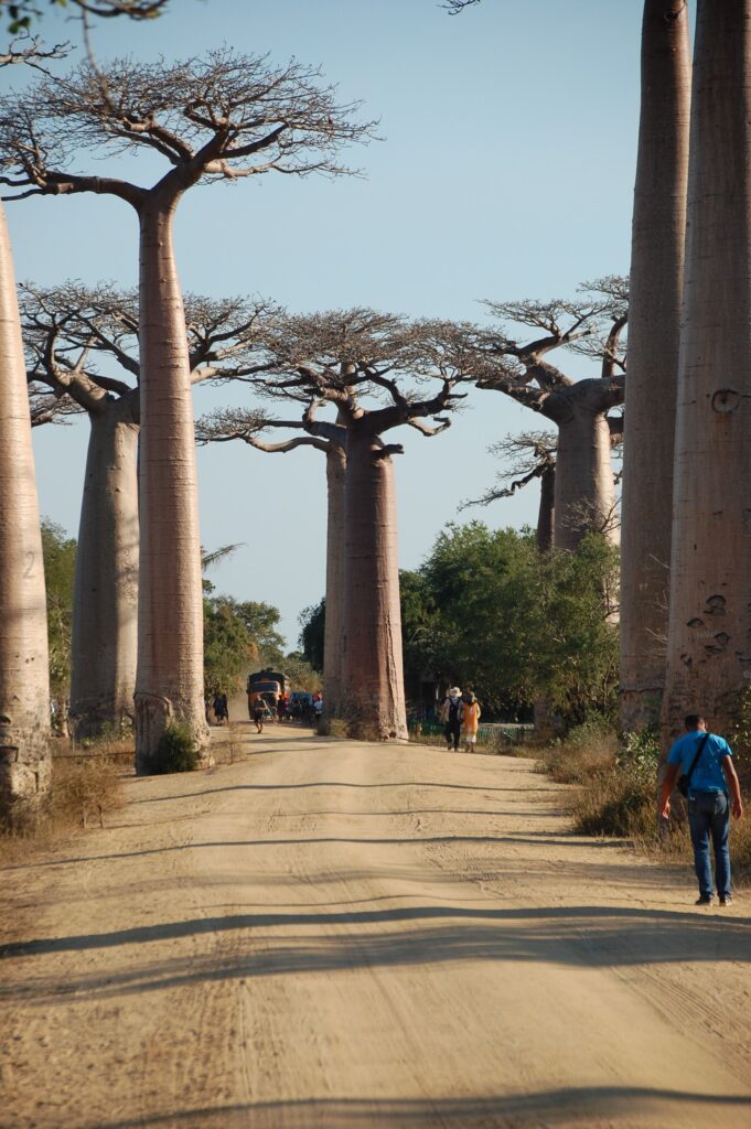 Baobab trees along a dirt road in Madagascar