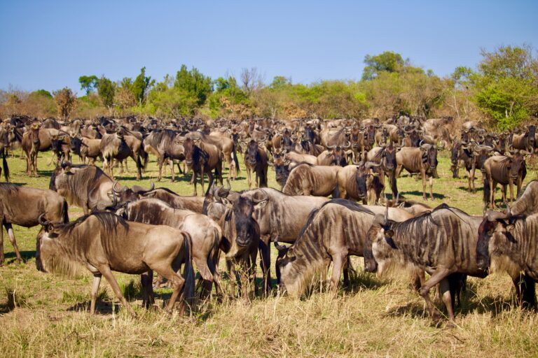 10-Day All Inclusive Tanzania Safari | Tarangire, Ngorongoro, Serengeti & Migration