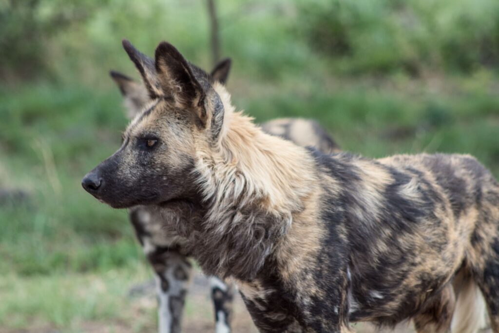 African wild dog standing alert on safari plains