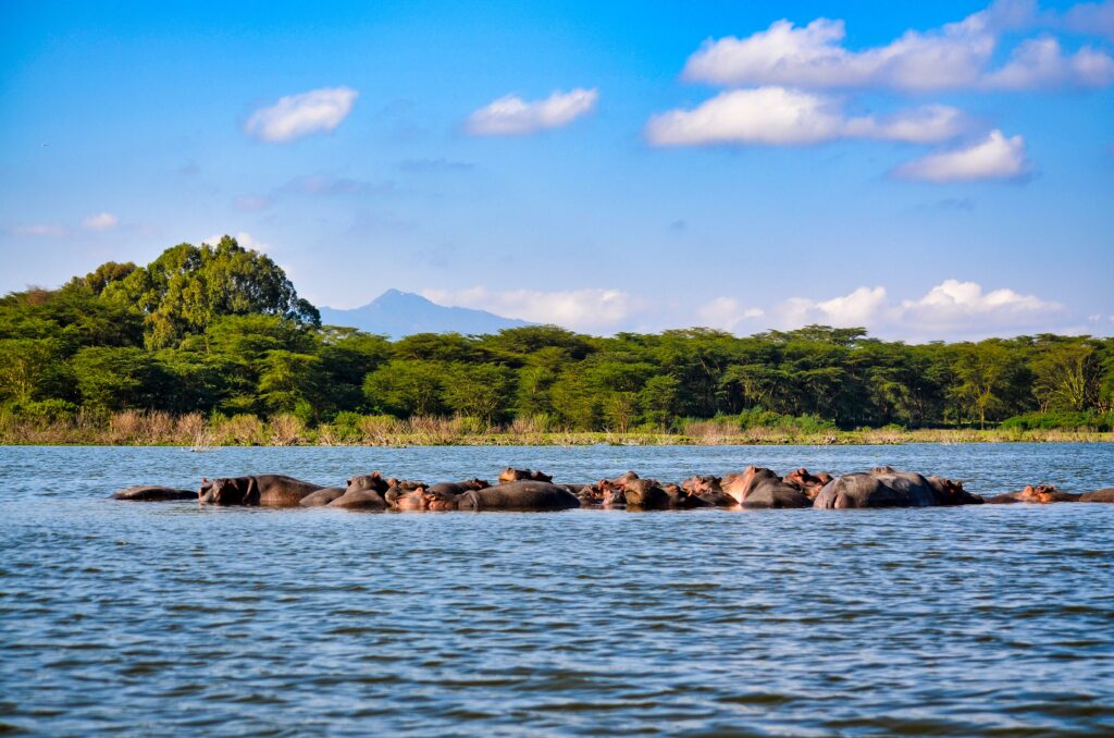 Hippos resting in Lake Nakuru with greenery