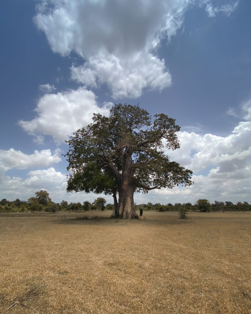 Lone baobab tree on open Tanzania savannah