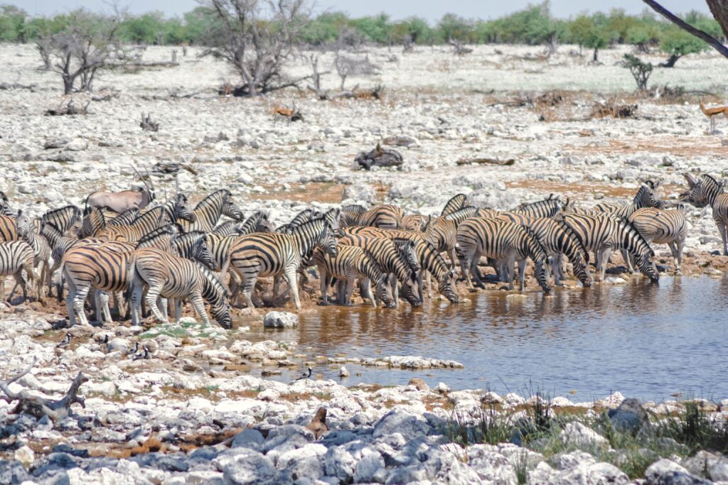 Zebra herd at waterhole in Namibia